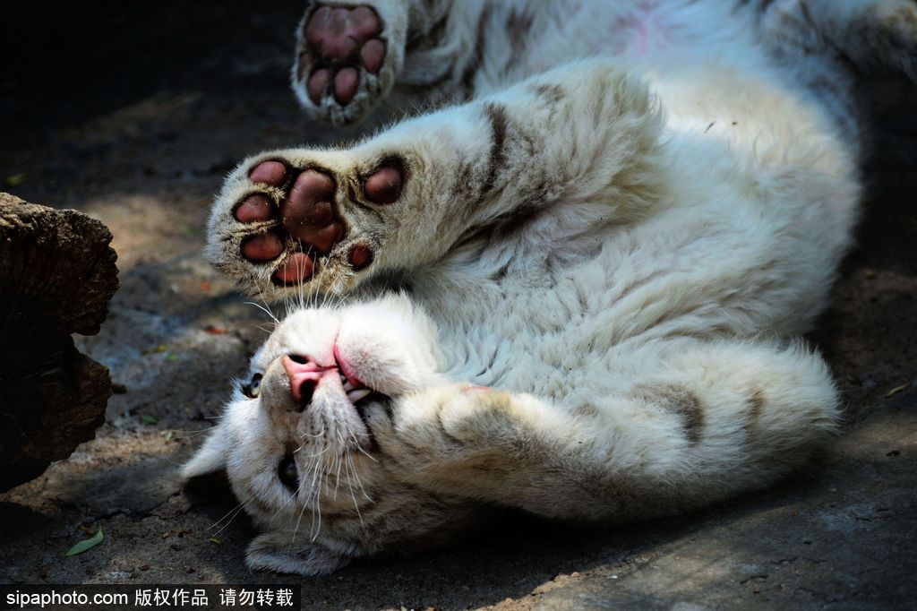 山東青島：罕見熊虎和平共處 小白虎對(duì)準(zhǔn)鏡頭做表情包