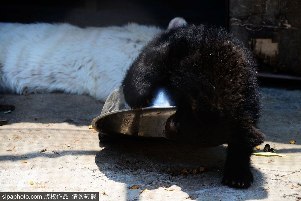 山東青島：罕見熊虎和平共處 小白虎對(duì)準(zhǔn)鏡頭做表情包