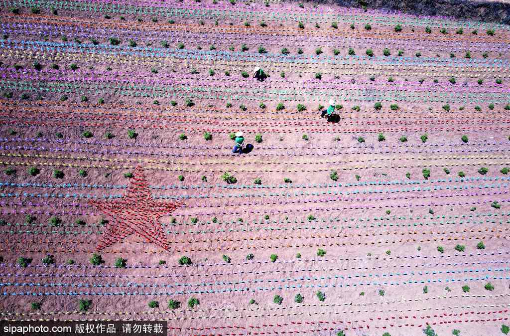 河南：數萬風車裝扮七彩大地場面壯觀震撼