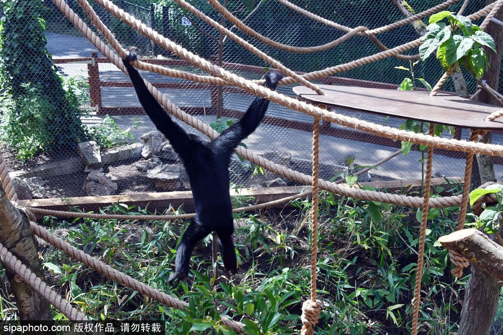英國倫敦動物園長臂猿 “飛檐走壁”身手敏捷