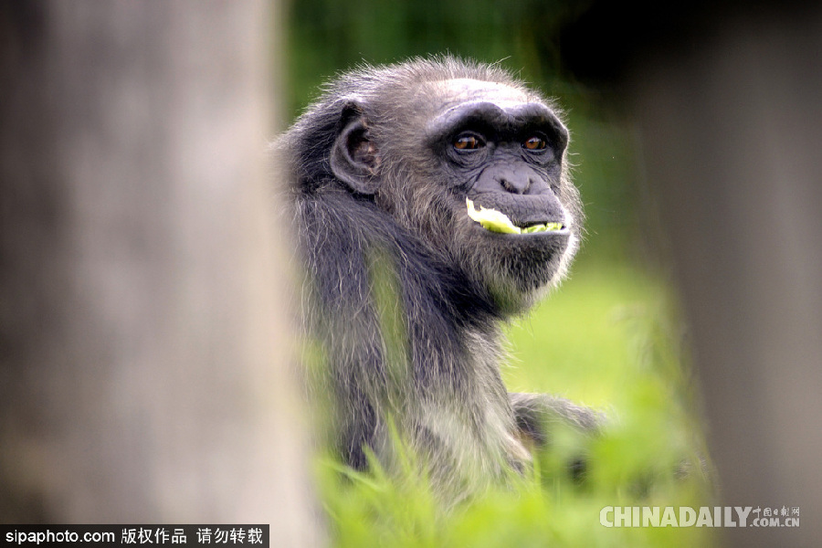 能耐了！捷克動物園黑猩猩直立行走采摘食物有模有樣