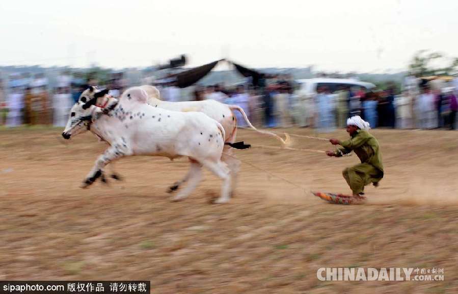 巴基斯坦舉行耕牛犁地大賽 場面激烈