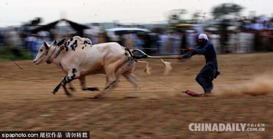 巴基斯坦舉行耕牛犁地大賽 場(chǎng)面激烈