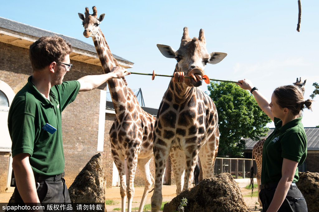 倫敦動物園長頸鹿吃巨型蔬菜串 可愛呆萌