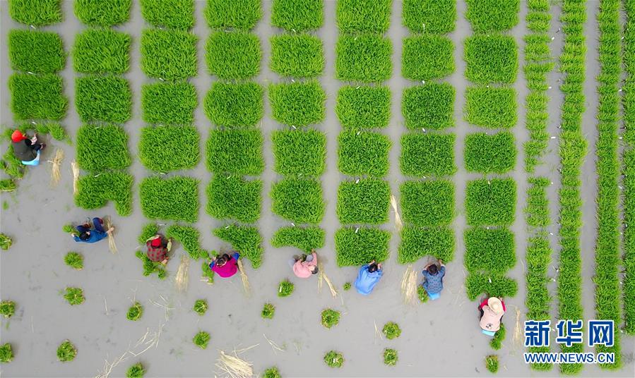 芒種到 農(nóng)事忙