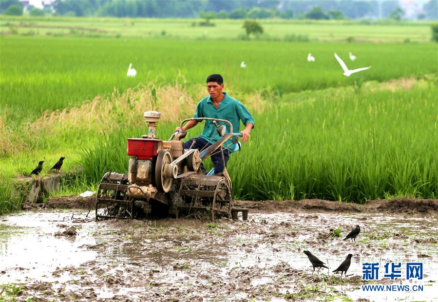 芒種到 農(nóng)事忙