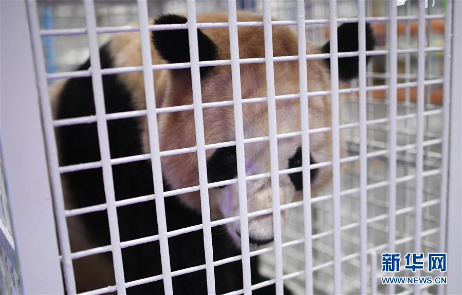 三只旅日大熊貓順利返回家鄉(xiāng)成都