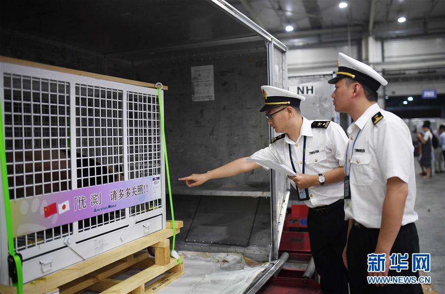 三只旅日大熊貓順利返回家鄉成都