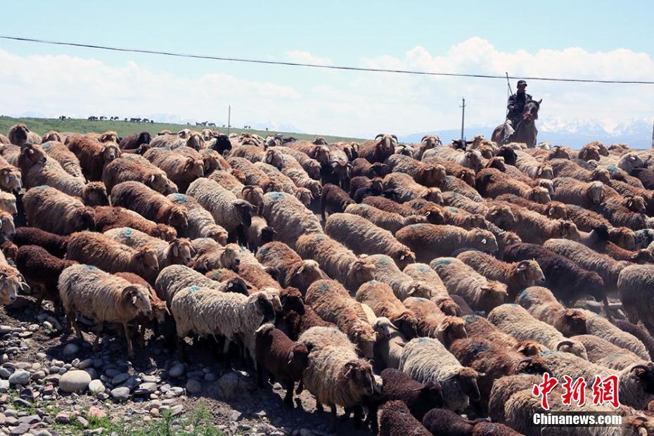 實拍伊犁牧民夏季轉場“大遷徙”