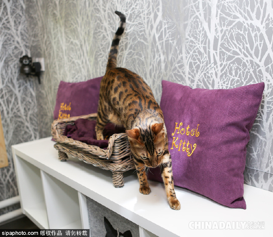英國現超豪華貓舍旅館 電視美食spa樣樣俱全