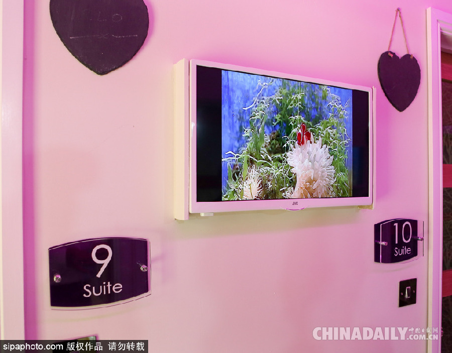 英國現(xiàn)超豪華貓舍旅館 電視美食spa樣樣俱全