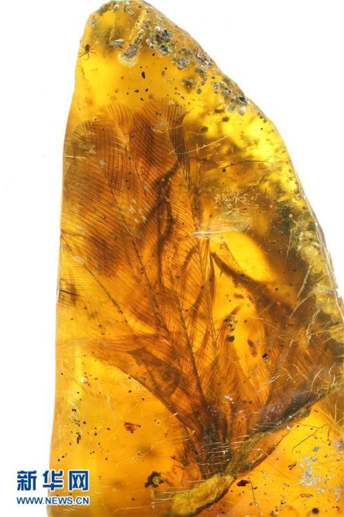 科學(xué)家首次在琥珀中發(fā)現(xiàn)雛鳥(niǎo)標(biāo)本