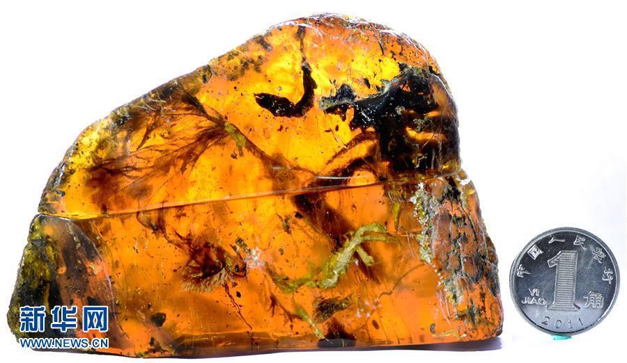 科學家首次在琥珀中發現雛鳥標本