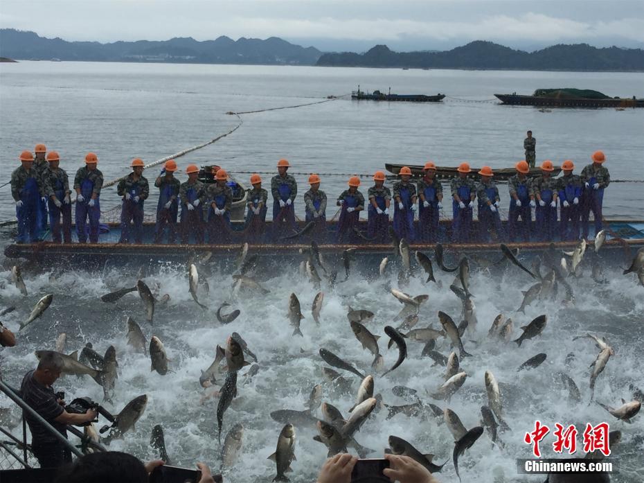 浙江千島湖再現(xiàn)“巨網(wǎng)捕魚” 萬魚起躍堪稱盛景