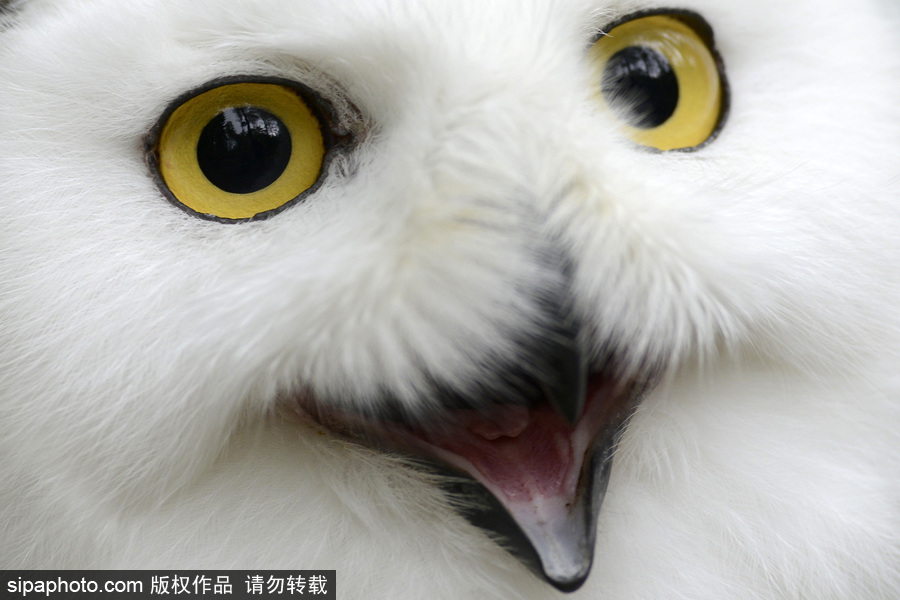 天生愛(ài)笑 捷克動(dòng)物園里的雪鸮“笑瞇瞇”呆萌可愛(ài)