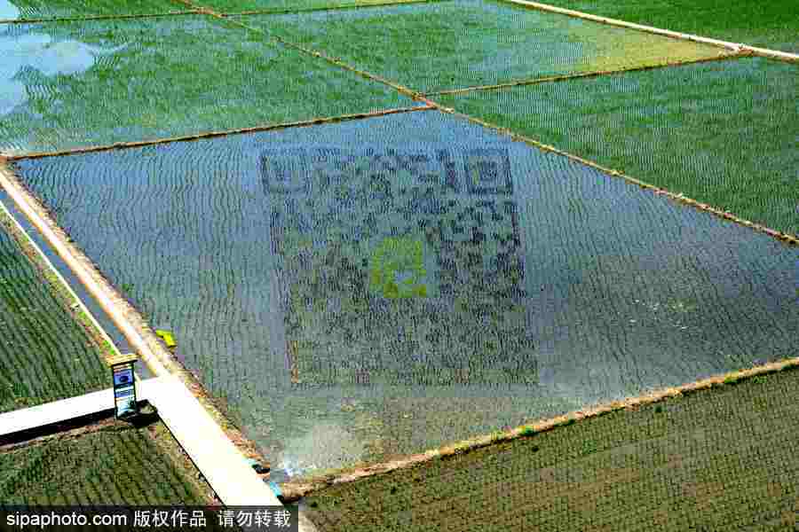 沈陽巨幅3D稻田畫進入觀賞期 “龍圖騰”“天女散花”震撼亮相