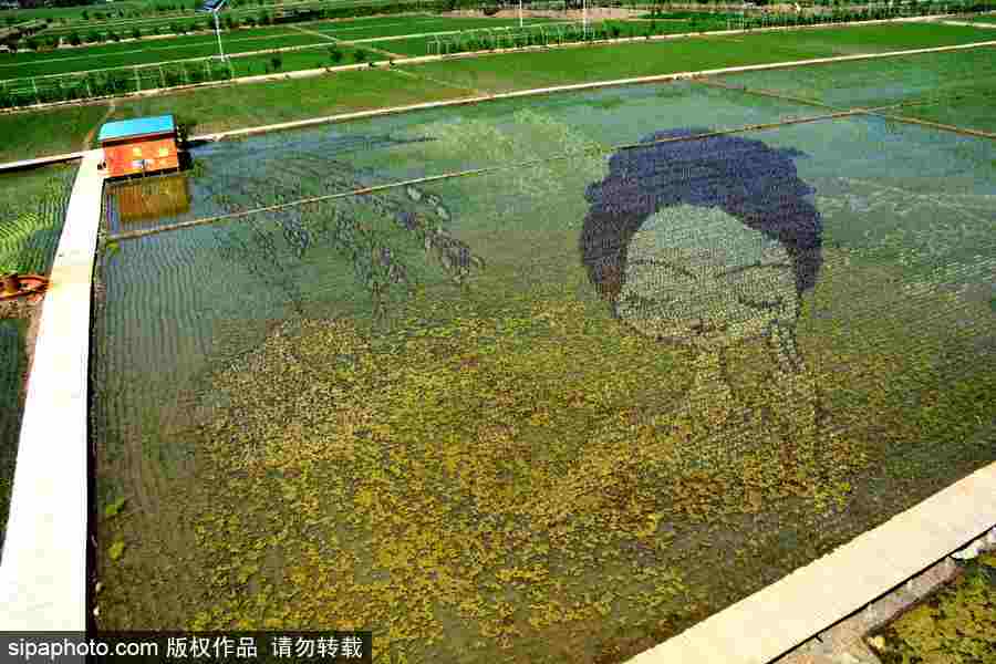 沈陽(yáng)巨幅3D稻田畫進(jìn)入觀賞期 “龍圖騰”“天女散花”震撼亮相