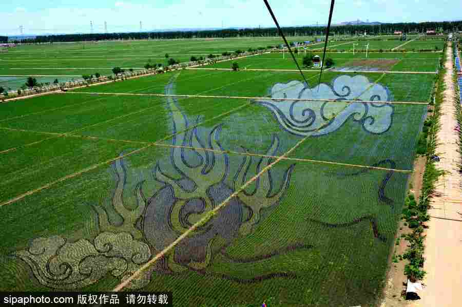 沈陽巨幅3D稻田畫進(jìn)入觀賞期 “龍圖騰”“天女散花”震撼亮相