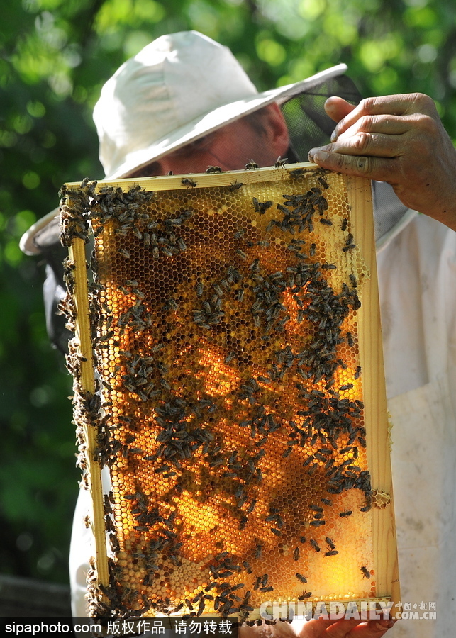 深山里的原生態蜂蜜 探訪白俄羅斯養蜂農場