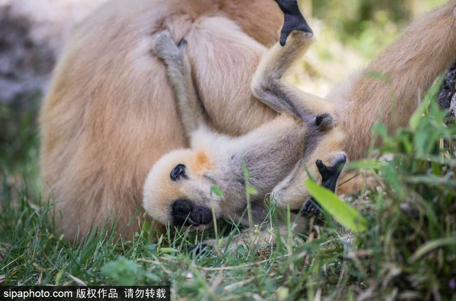 天生擺“黑臉” 里昂動物園長臂猿幼崽憨傻可愛