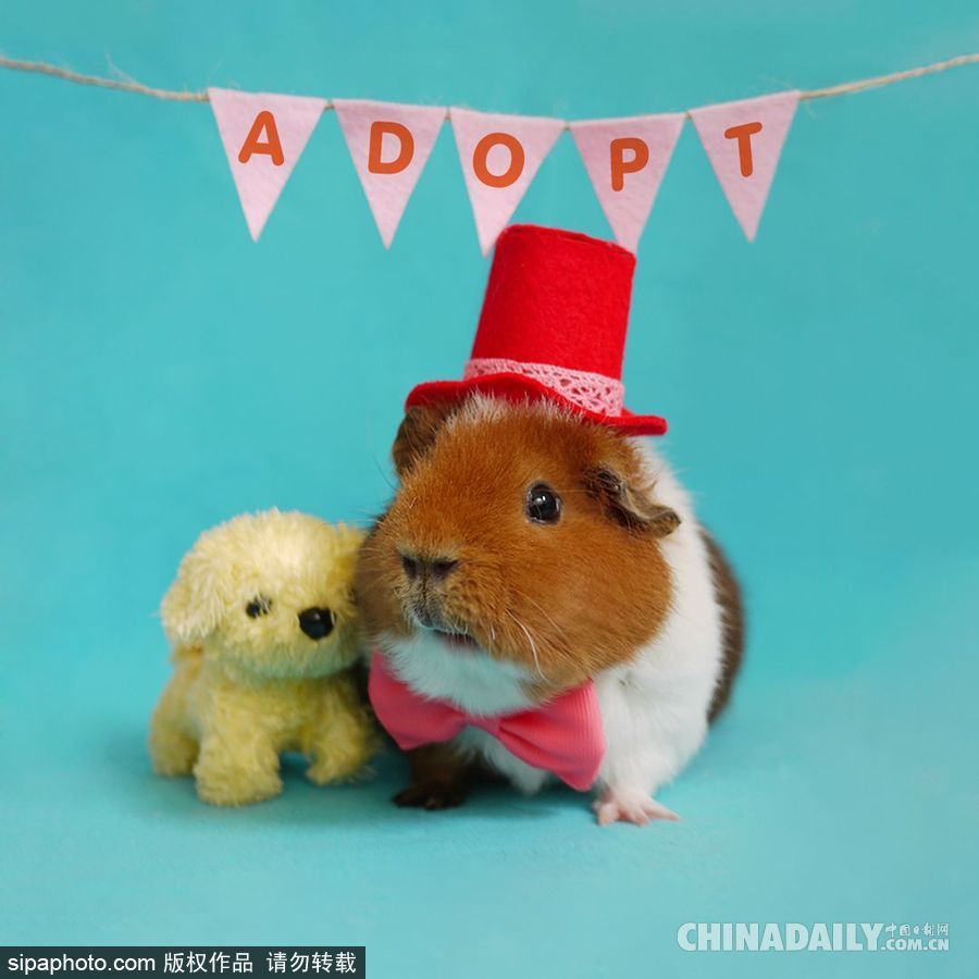 網紅范十足 盤點動物界選手“人模人樣”