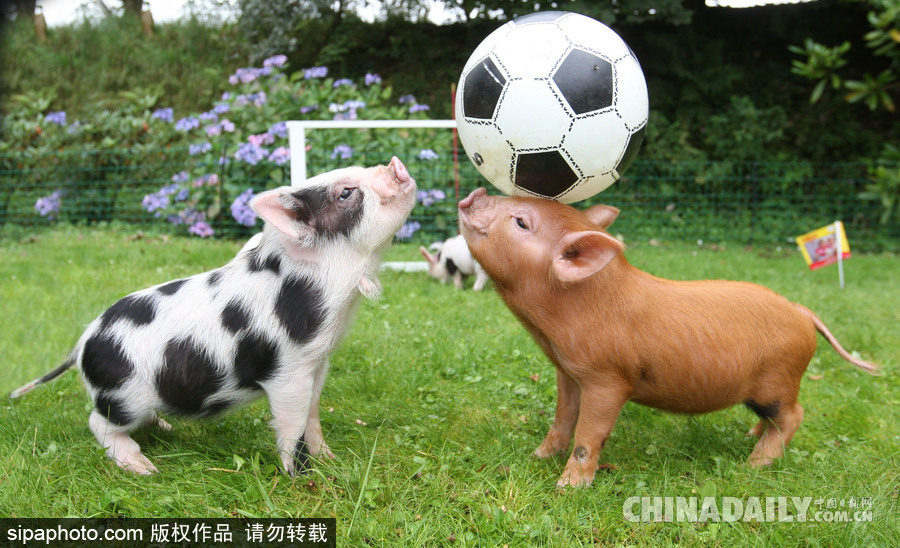 網紅范十足 盤點動物界選手“人模人樣”