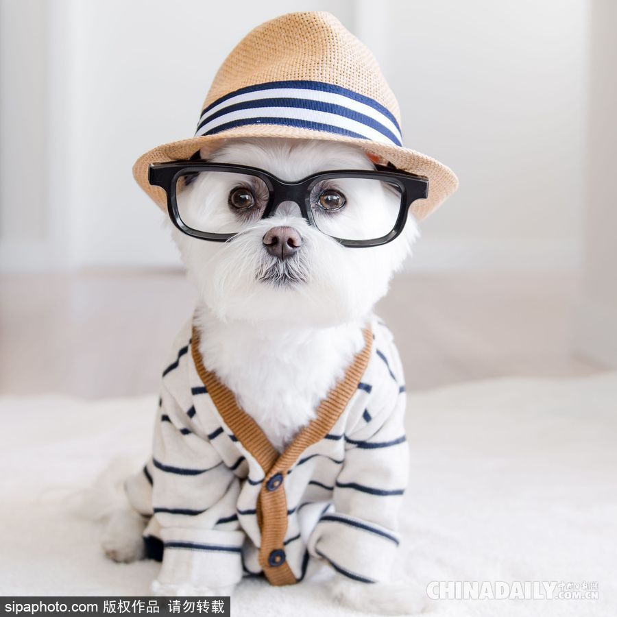 網紅范十足 盤點動物界選手“人模人樣”