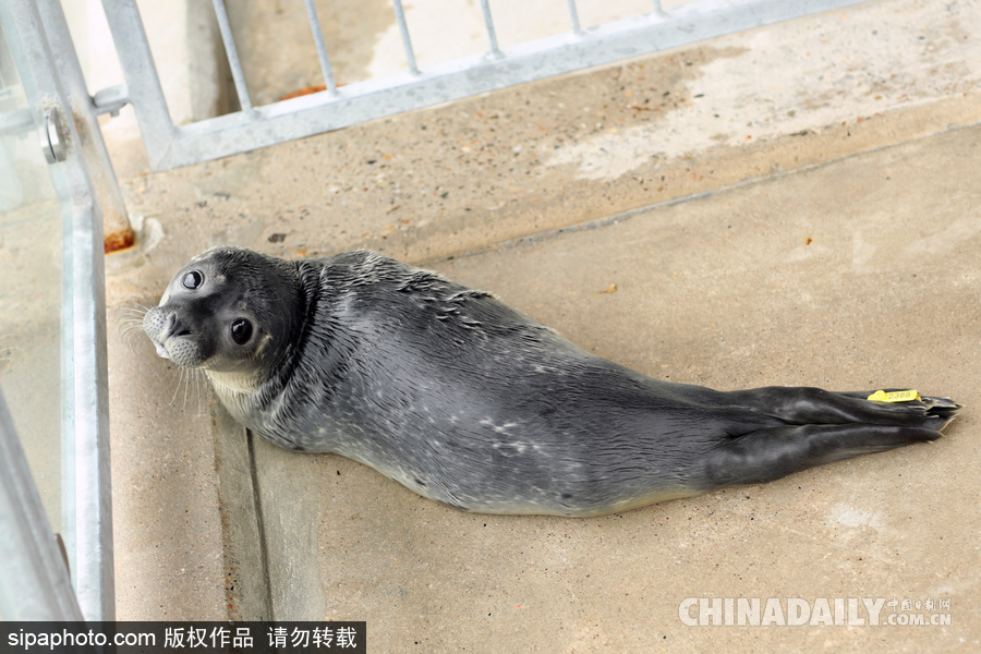 楚楚可憐小眼神 德國海豹“孤兒”將被放歸海洋