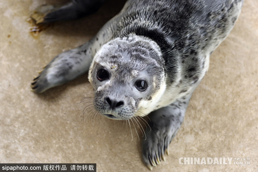 楚楚可憐小眼神 德國(guó)海豹“孤兒”將被放歸海洋
