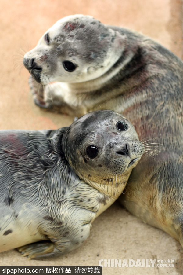 楚楚可憐小眼神 德國(guó)海豹“孤兒”將被放歸海洋