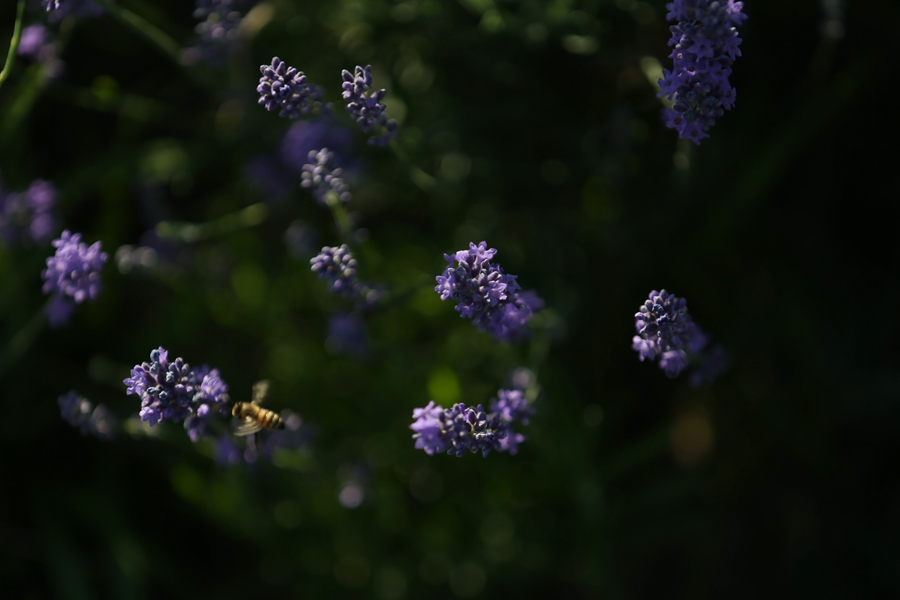 美爆了！新疆伊犁萬畝薰衣草綻放成紫色花海