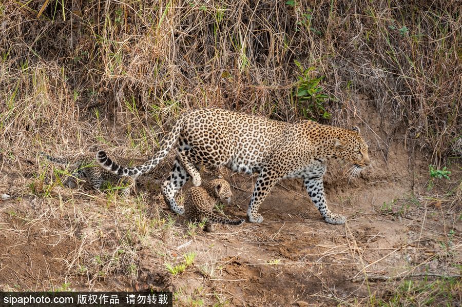 肯尼亞：小豹子與媽媽外出散步呆萌可愛