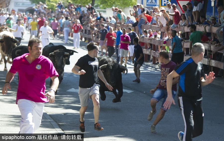 西班牙托雷洪市舉行奔牛節活動 眾壯漢遭公牛追逐落荒而逃