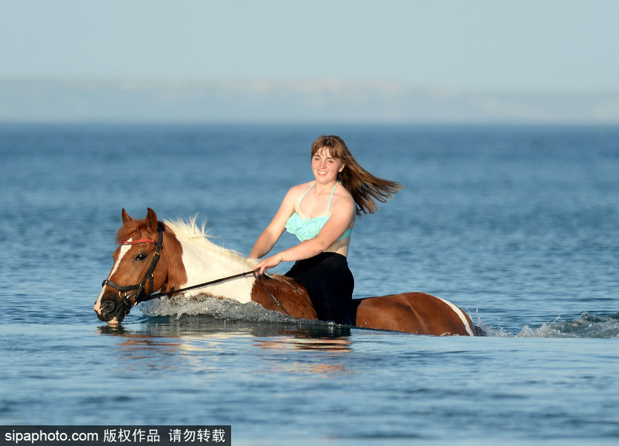 高溫來襲動物也怕三伏天 騎手牽馬兒海中行走愜意十足