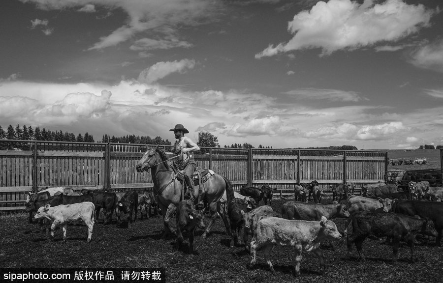 走進牛仔之鄉加拿大亞伯達 喚醒你心底沉睡的野馬