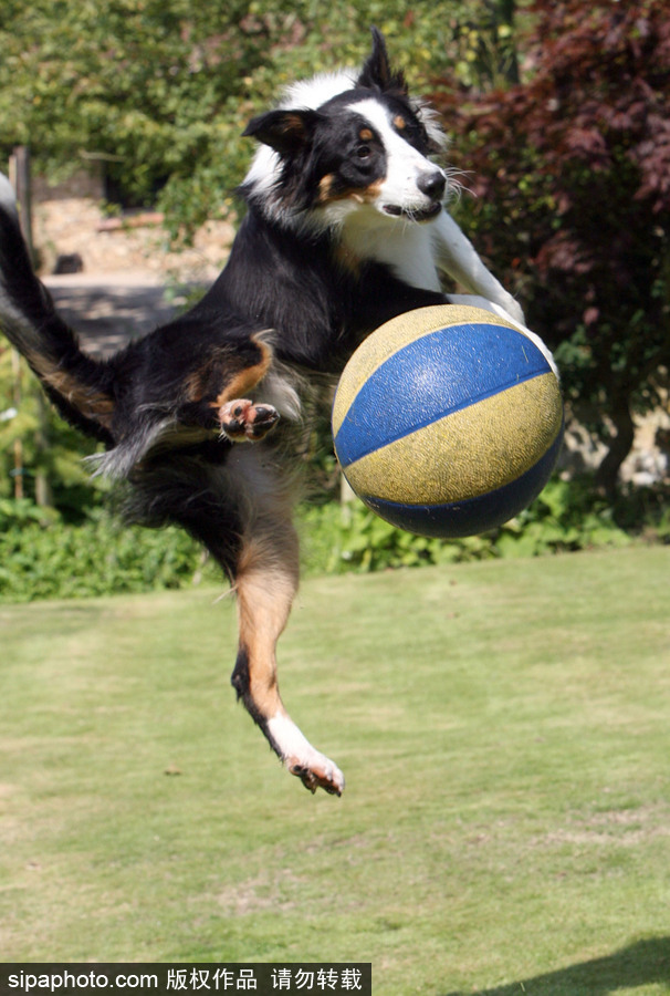 原來神奇的動物在這里！盤點動物界玩轉體育的異能高手
