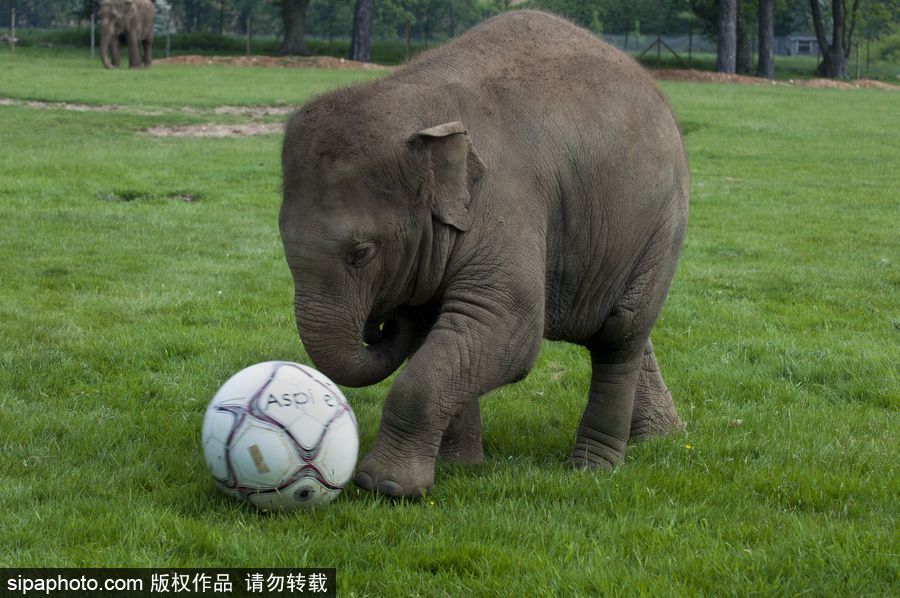 原來神奇的動物在這里！盤點動物界玩轉體育的異能高手