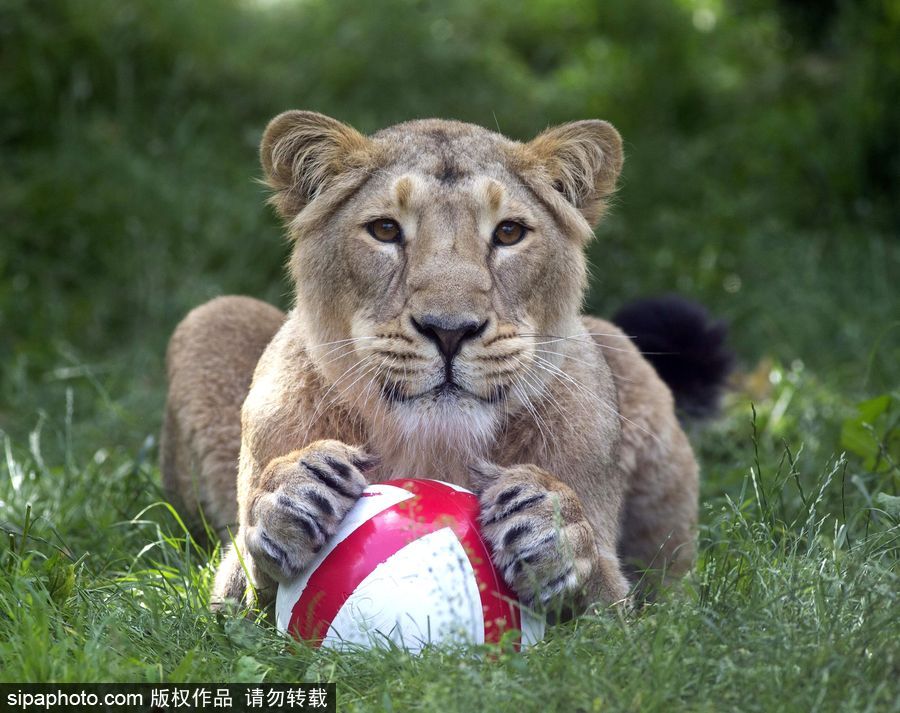 原來神奇的動物在這里！盤點動物界玩轉(zhuǎn)體育的異能高手