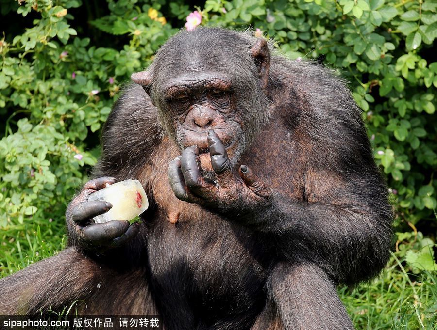 英國高溫 黑猩猩享用冰塊食物逗趣十足