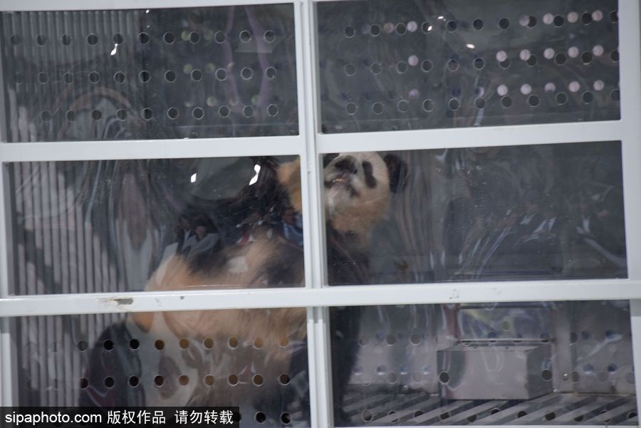 中國大熊貓“夢夢”“嬌慶”抵達德國柏林 時隔五年德民眾再迎大熊貓