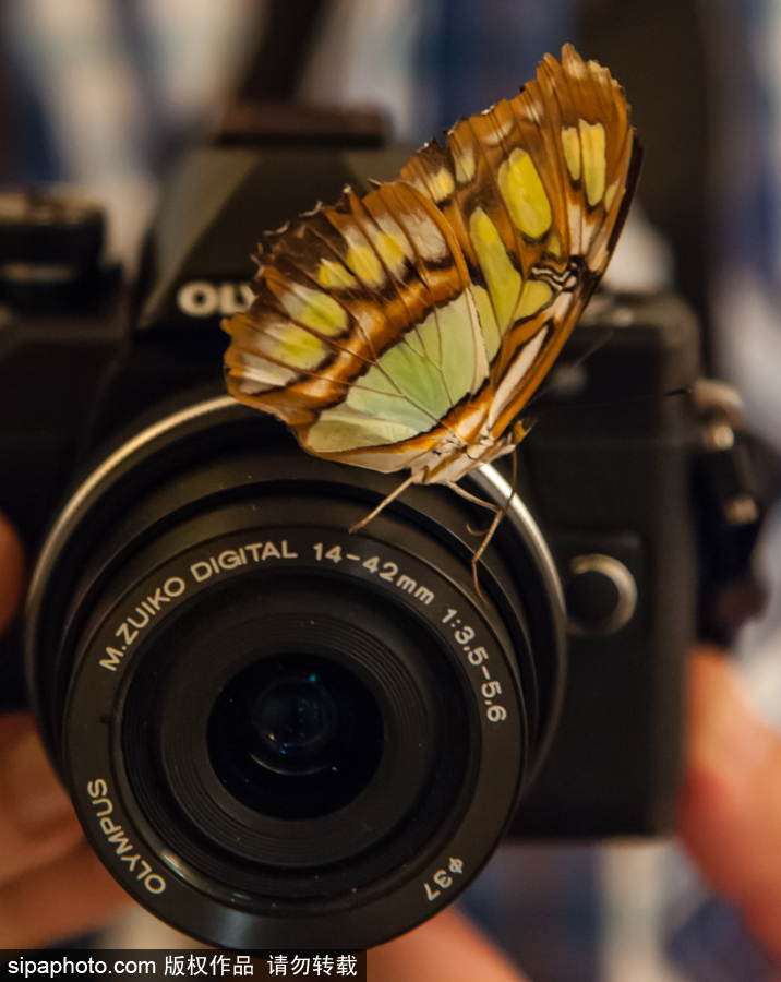 意大利舉辦蝴蝶展 完美詮釋蝴蝶發育四個階段