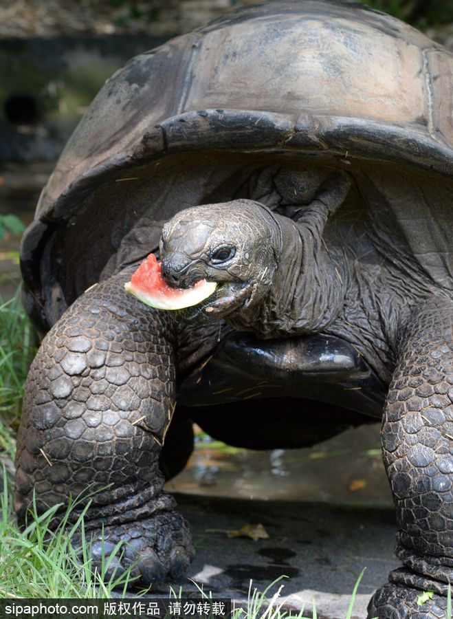 動物也瘋狂！炎炎夏日動物解暑降溫也賣萌