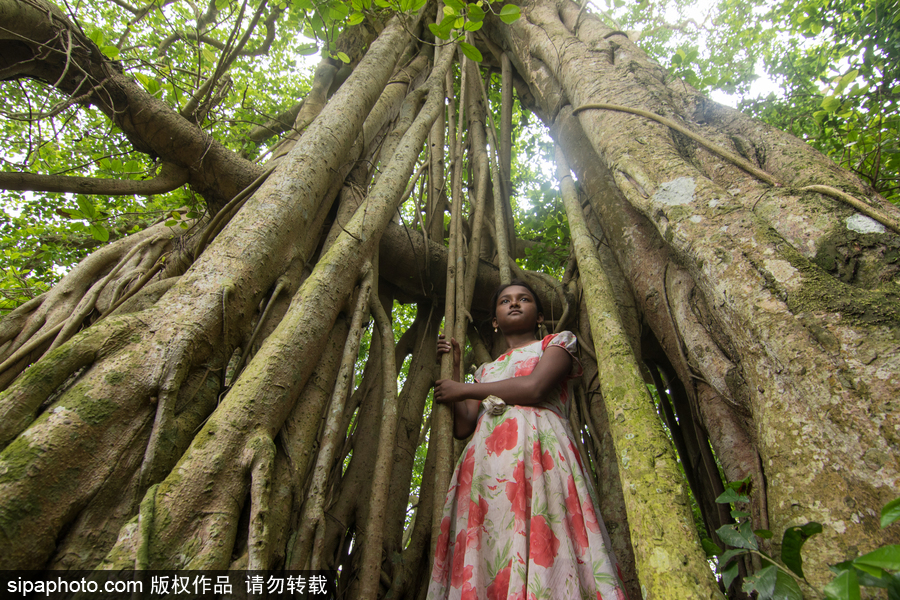 孟加拉500歲“樹(shù)怪”根部似森林 現(xiàn)獨(dú)木成林景觀