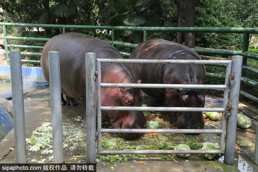 鄭州：動(dòng)物避暑各出奇招 啃冰泡澡吃瓜無(wú)所不能