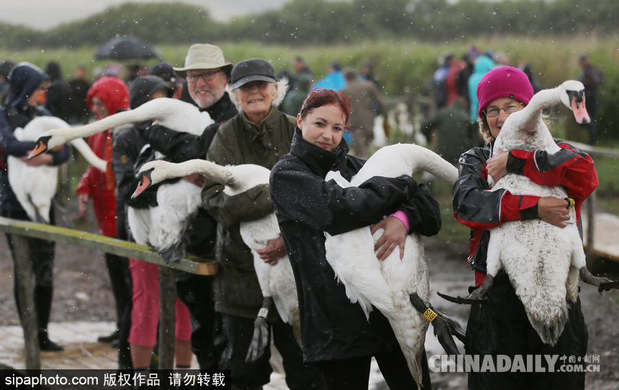 英國：白天鵝大“派對” 匯聚飼養場場面十分壯觀