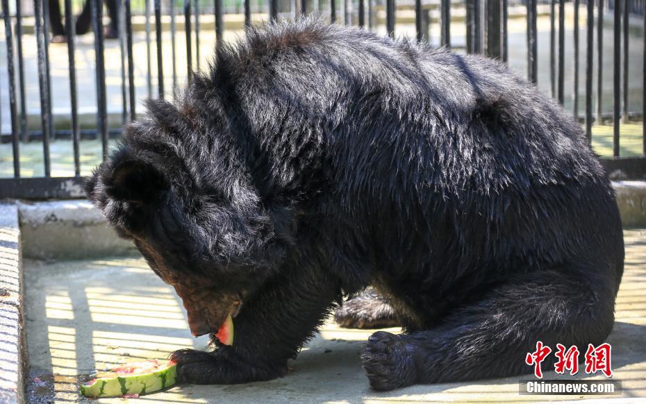 武漢持續(xù)晴熱高溫 動(dòng)物避暑萌態(tài)盡顯