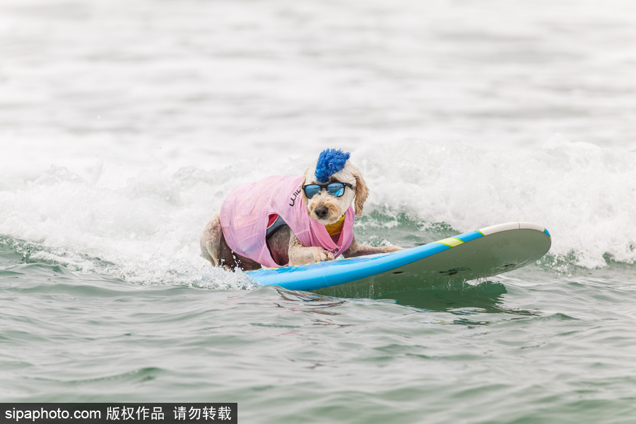 狗狗也沖浪！實(shí)拍美國加州小狗沖浪瞬間 妙趣橫生萌態(tài)十足