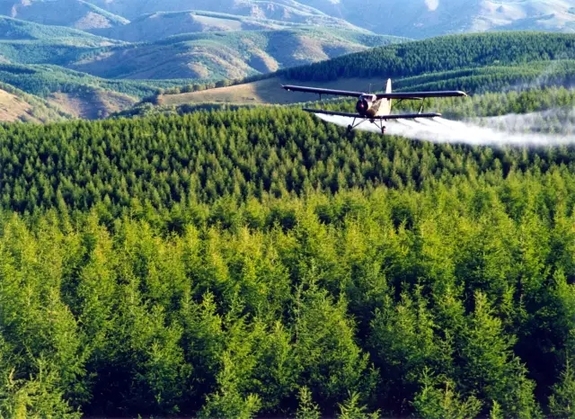 英國小哥到河北塞罕壩避暑，竟意外收獲了一個美麗的故事丨好運中國