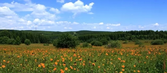 英國小哥到河北塞罕壩避暑，竟意外收獲了一個美麗的故事丨好運中國
