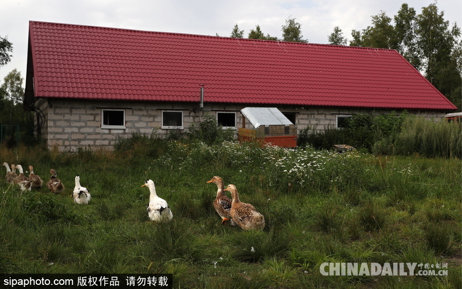 俄羅斯村莊里的“澳大利亞農場” 充滿田園自然風情